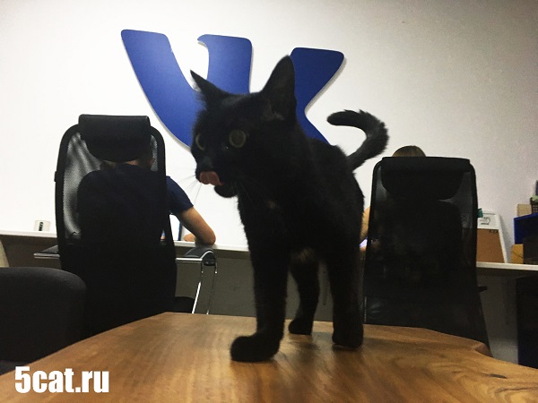 SMM агентство 5 CATS предлагает необычную вакансию