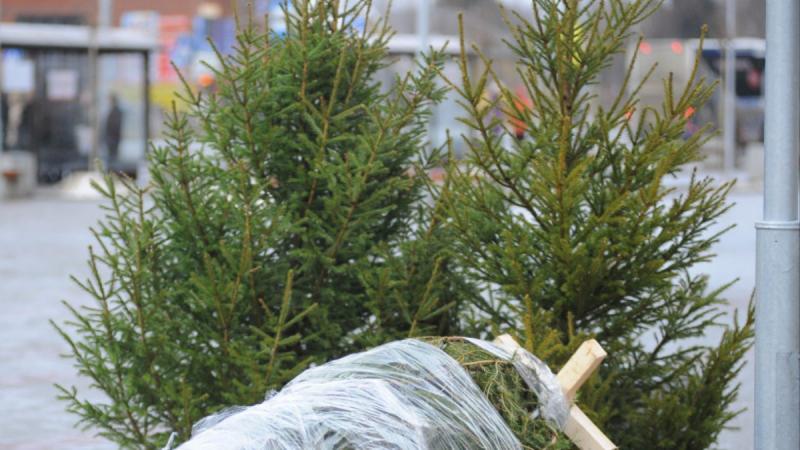 1,5 тысячи волонтеров Подмосковья будут доставлять новогодние елки по онлайн-заказам