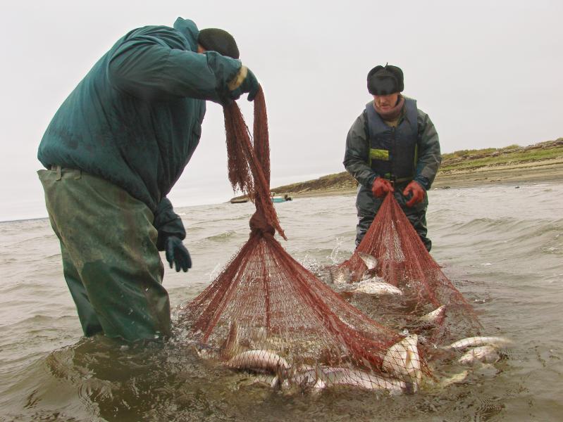 У Росрыболовства есть все предпосылки для увеличения квот на вылов рыбы в Норило-Пясинском бассейне