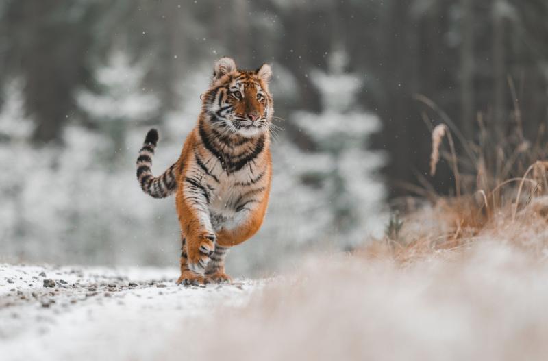 Пойманному в Хабаровске тигру будет оказана помощь в приморском селе