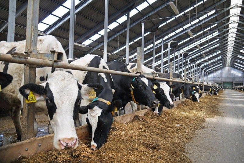 В Дагестане будет построен крупный комплекс по производству мяса и молока.