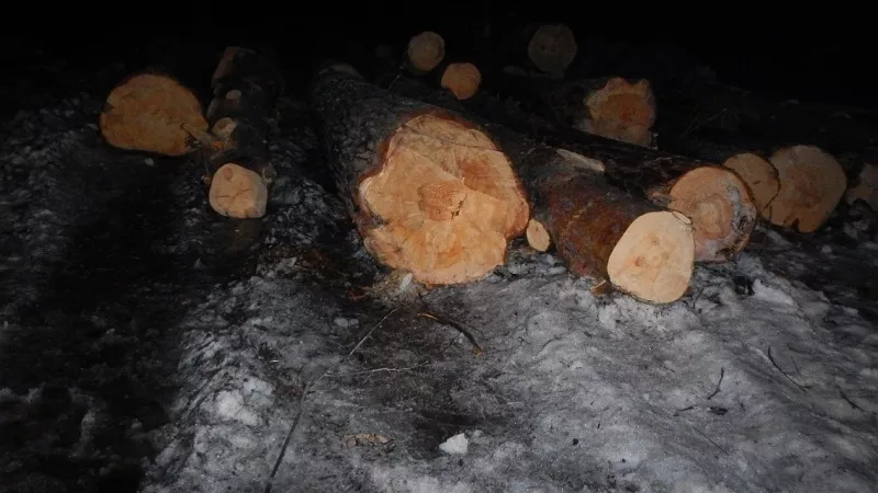 Почти 30 сосен незаконно спилил рабочий в Корниловском лесничестве
