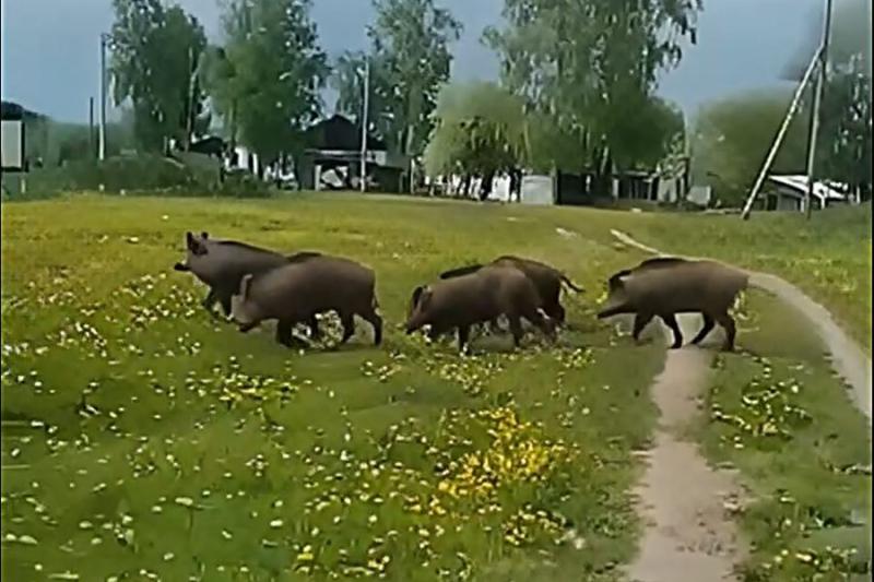 «Хорошо, что не медведи»: в деревню под Новосибирском пришла голодная стая кабанов
